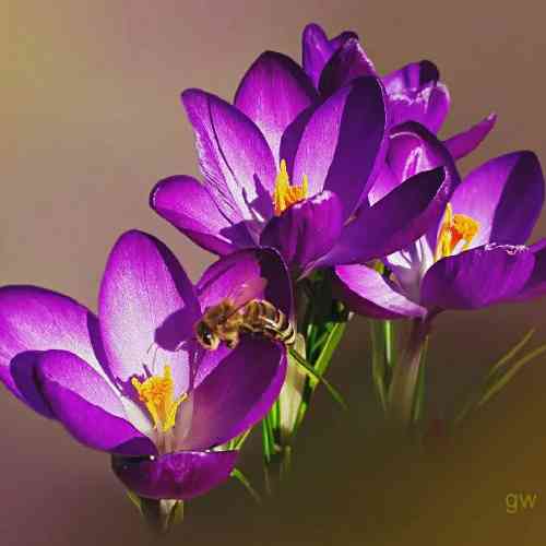 حجت قائمی خنده هاتو قربون دلم هزار پاره شد مثل دله مجنون